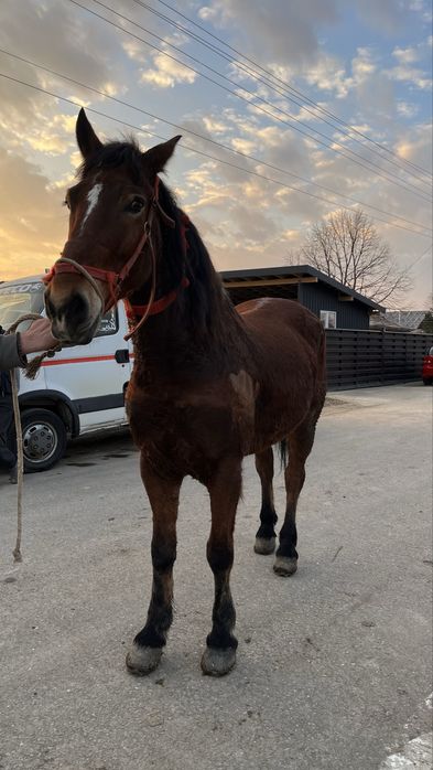 Vând cal castrat de 6 ani