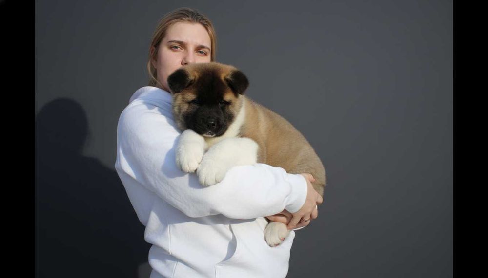 Щенок американской акиты, мальчик