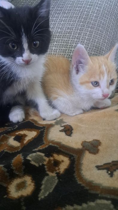 Отдам котят в добрые,любящие руки!