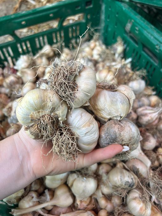 Usturoi de Copălău Premium 100% Ecologic – Gust Intens, Căței Mari