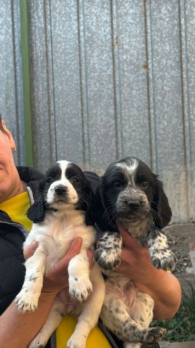 Русский спаниель