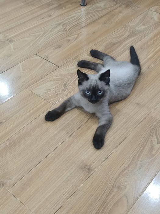 Отдам кота бесплатно