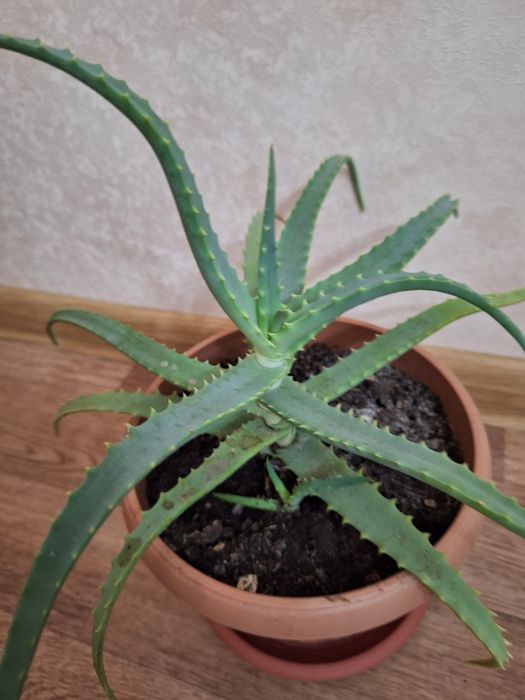 Алоэ - столетник лекарственный