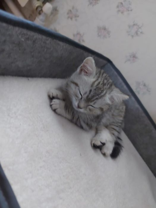 Отдам котенка скоттиш страйд