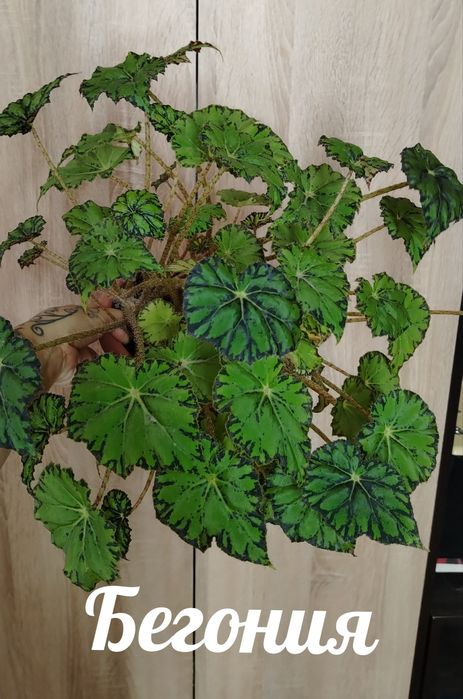 Продам комнатные растения