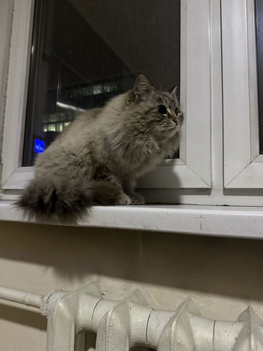 Найден котик в ЖК Керемет