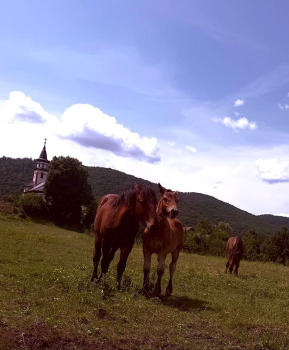 Cai de vânzare în Sărata