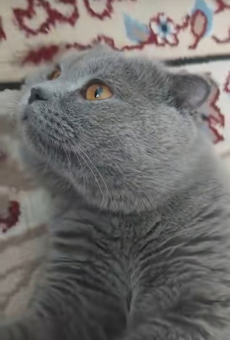Скоттиш фолд кот вислоухий