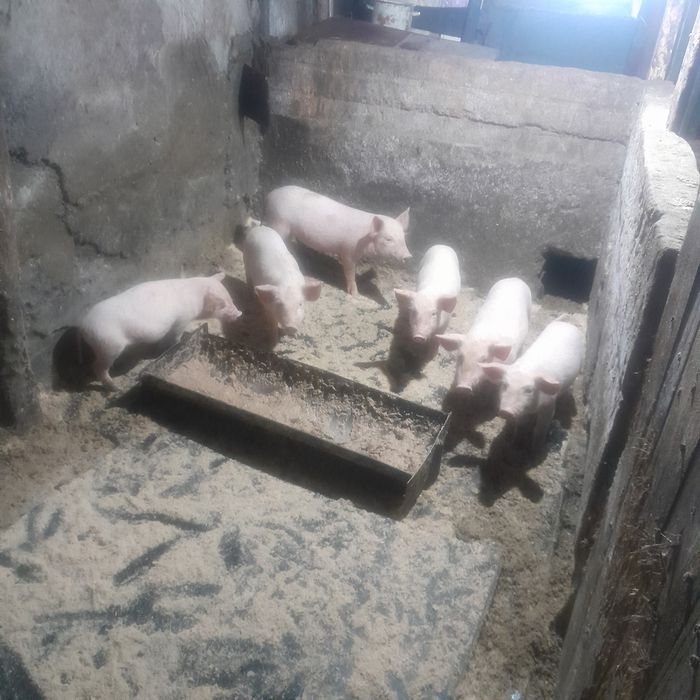 Срочно Продам поросят