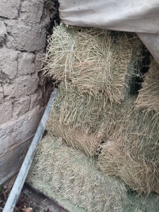 Беда прес 3-орим