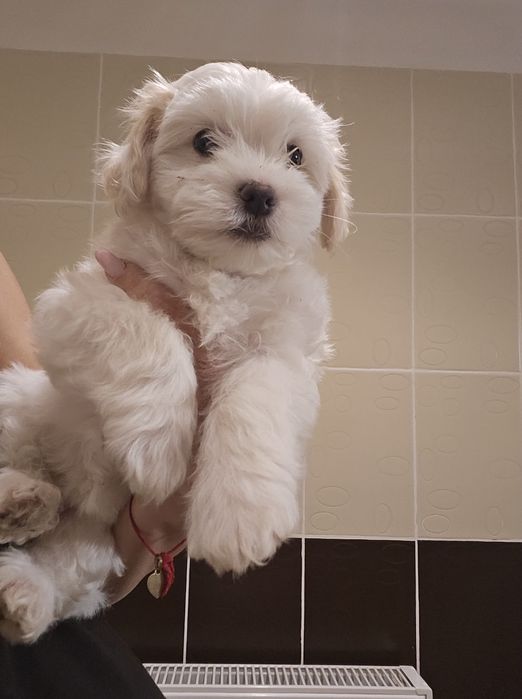 Bichoni maltezi 6 saptamani