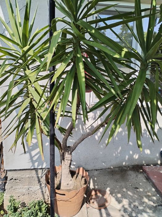 Палма, цвете, Юка