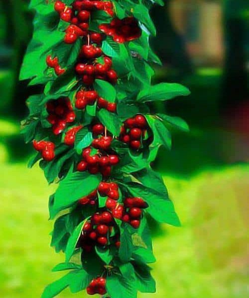 Pomi Fructiferi Columnari (Cireș)