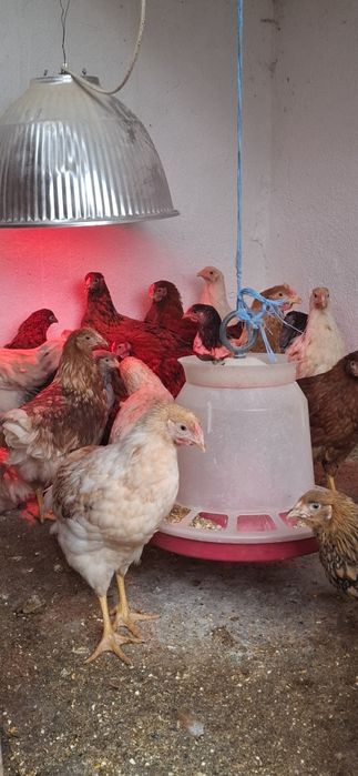 Vand Pui Rasă Mixta