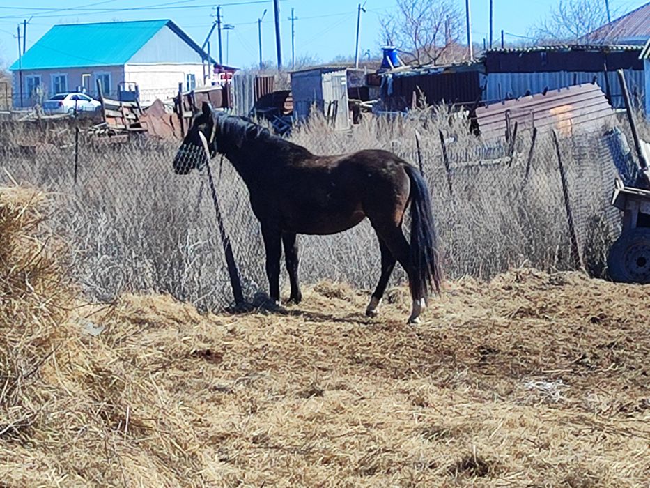 Байтал 3 жасар данчак каны бар