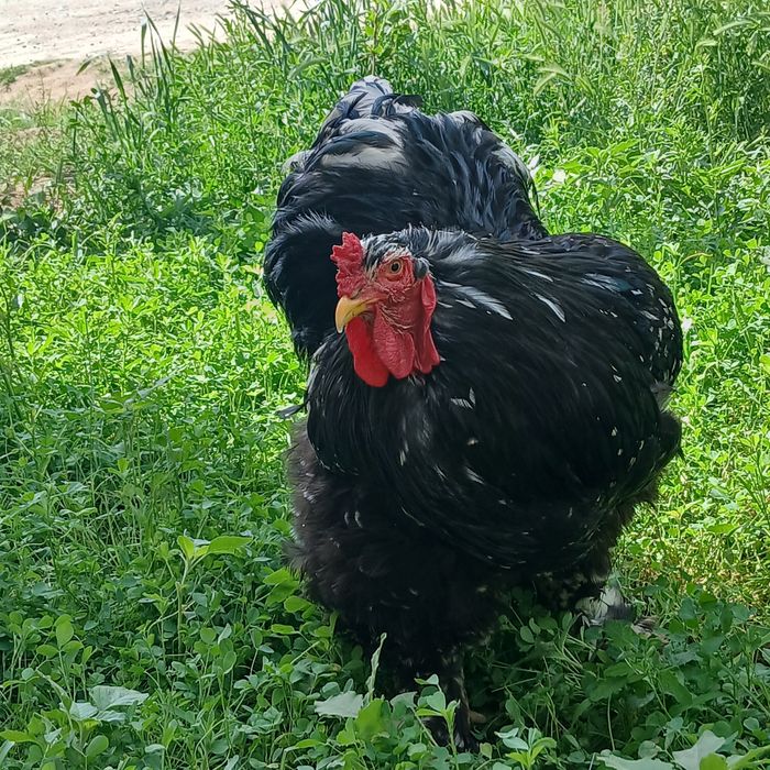 Мрамир брама жаркургон