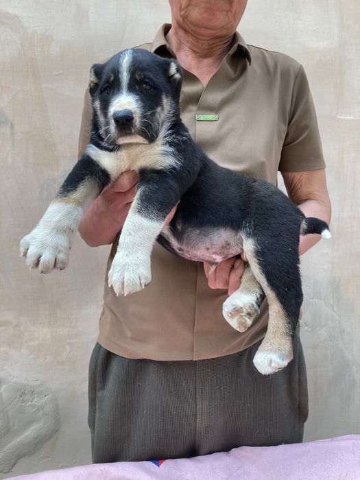 Щенок Туркменского Алабая ( чистокровный )