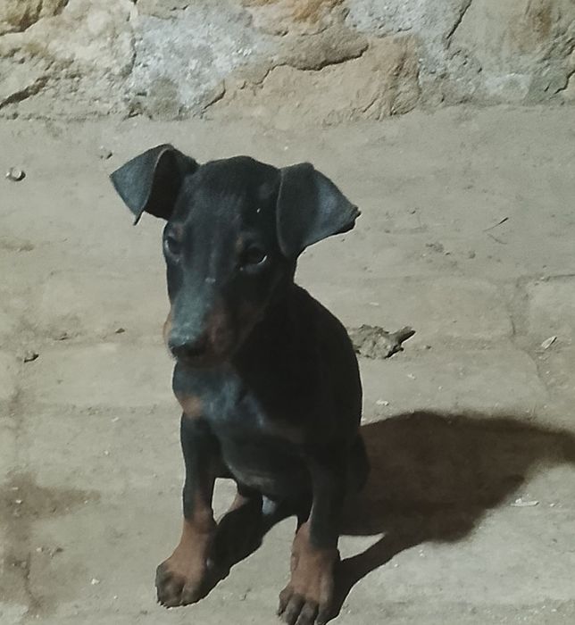 2 х месячных . Торг уместен