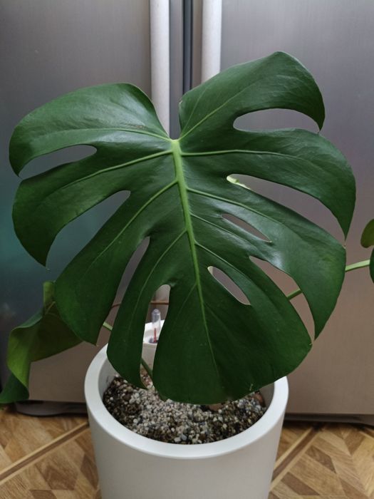 Красавица Монстера!