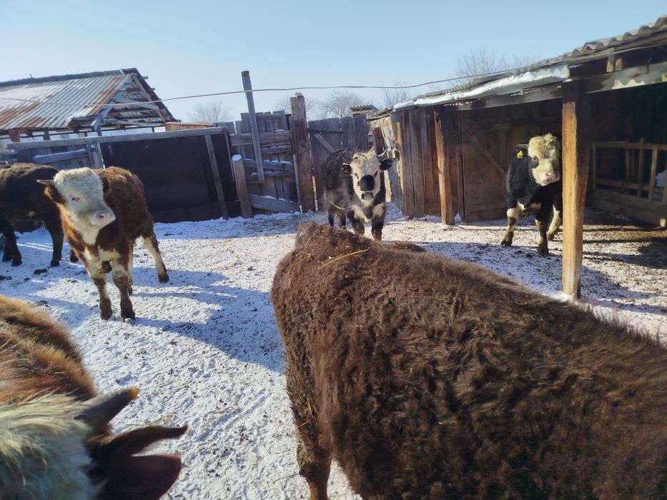 Бұқалар и быки. .