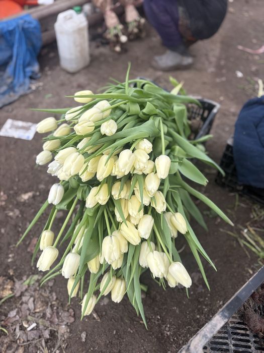 Голанские тюльпаны