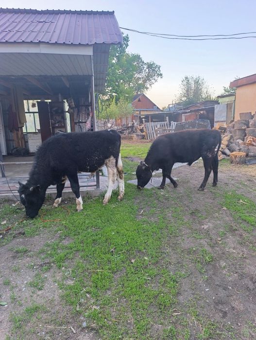 Продам бычков ..