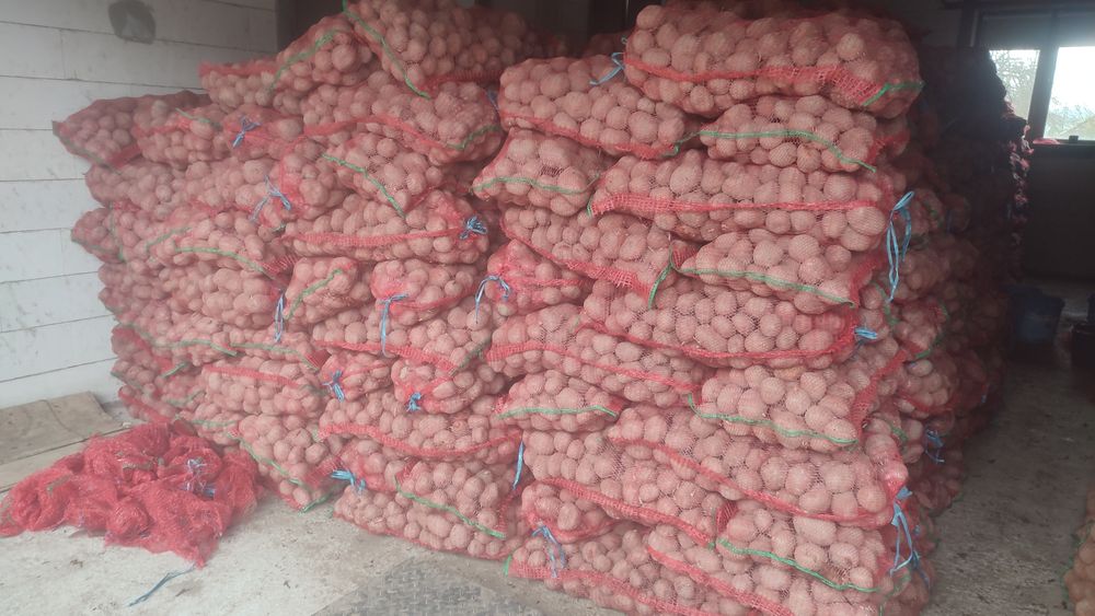 Cartofi consum Bella Rosa si Vineta