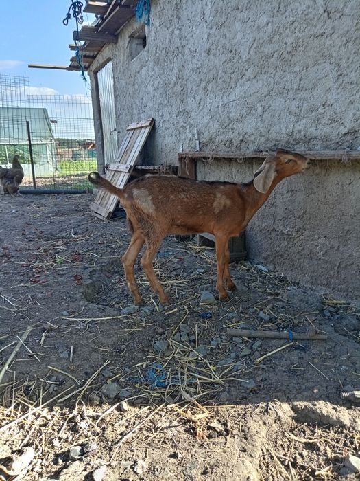 De vânzare nu sânt frații se vinde anpreuna., fata și băiat.