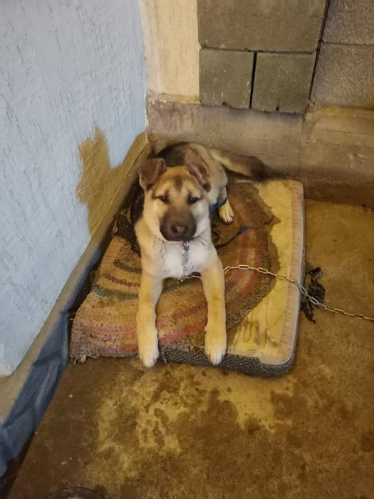 Сабака дворняшка самец отдам в хорошие руки