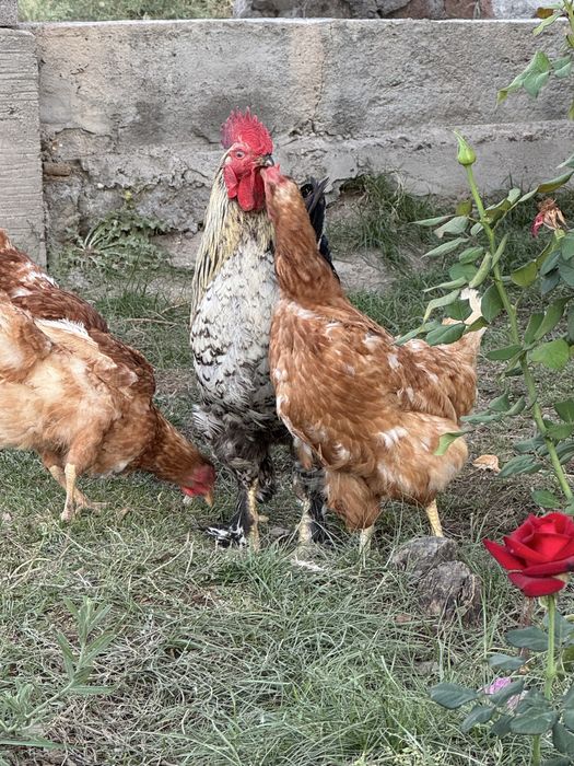 Петух қораз………….