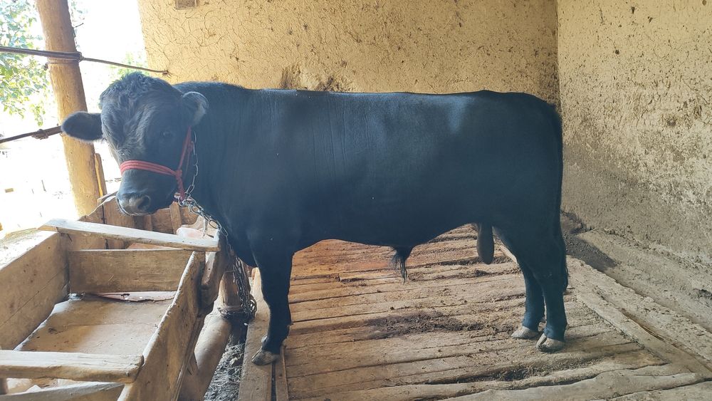 Ангус Абердин Бык