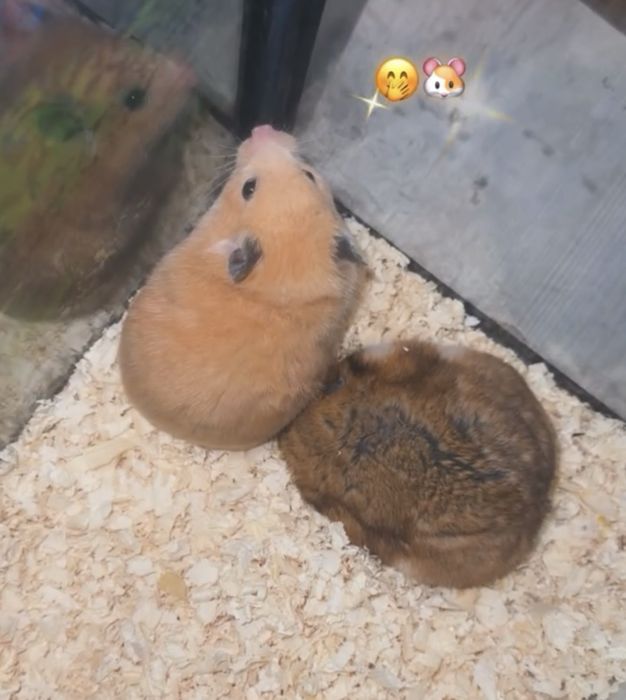 Джунгарский хомяк