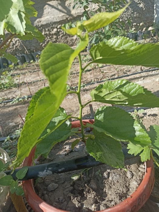 Noyob tut ko'chatlari — Gerardi Dwarf va Chicken Claw