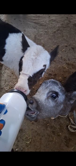 бузаулар телёнки ар турлы возраст