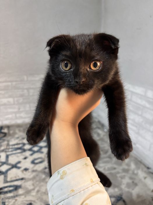 продаются котята
