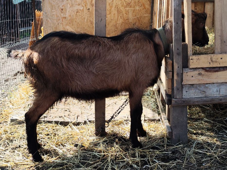 Vand țap alpin francez ciut genetic