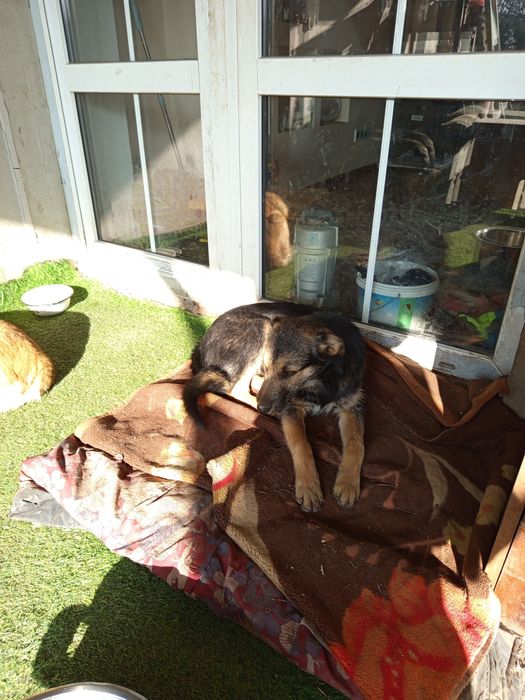 Стерилизованные даром