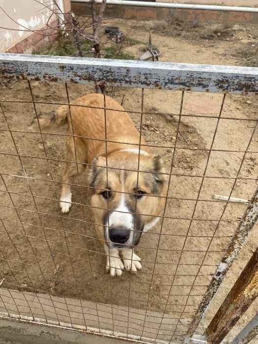 тобет 1год 7месяцев