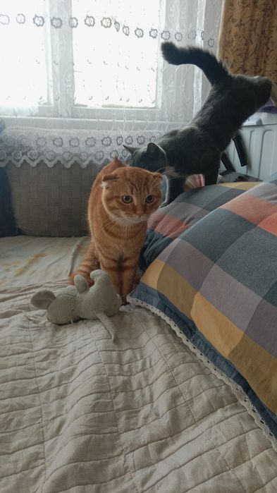Отдам веслоухова кота