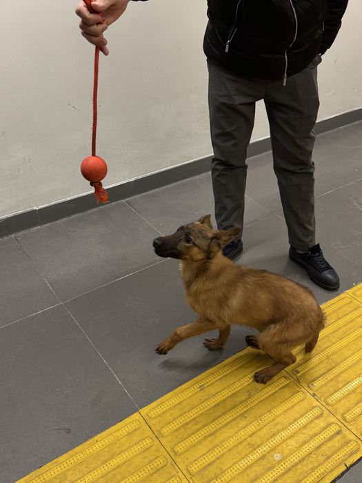 Щенок белгийский малинуа