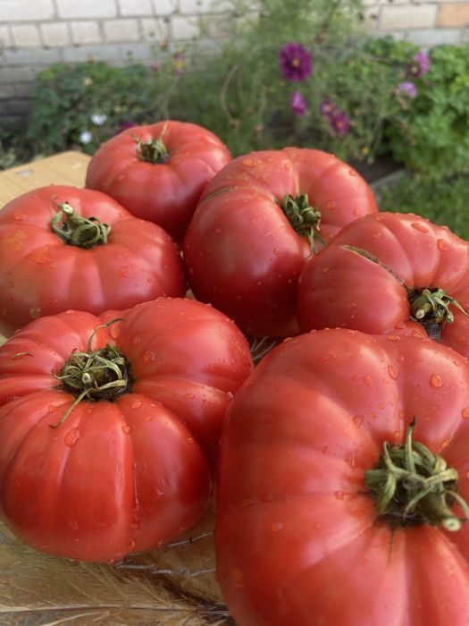 Коллекционные сорта томатов