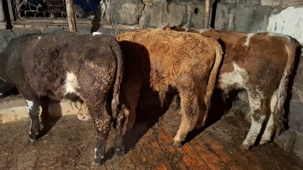 Букалар сатылады