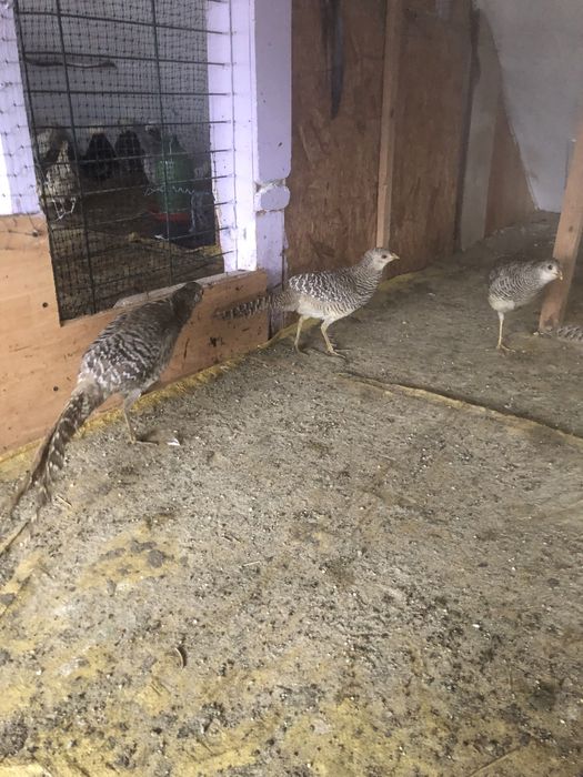 Vand fazani si fazanite galben si rosu.