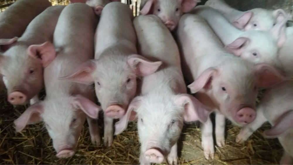 Прасета българска бяла