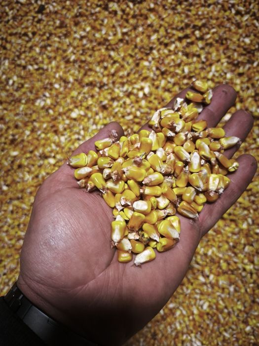 Porumb semi-sticlos P9241 umiditate 18