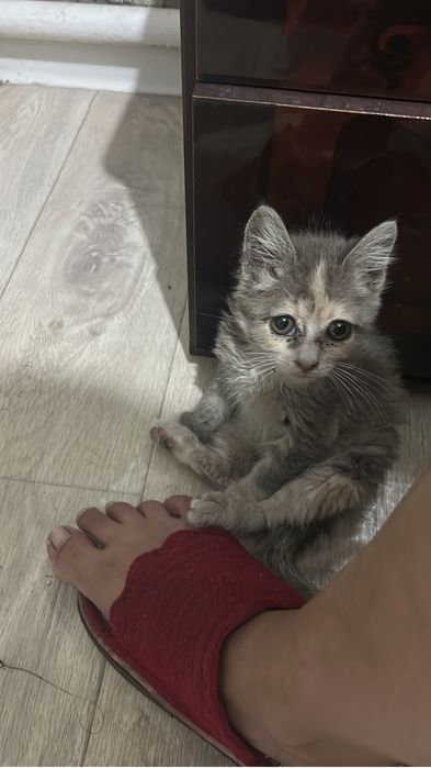 Котенок девочка 1.5-2 мес