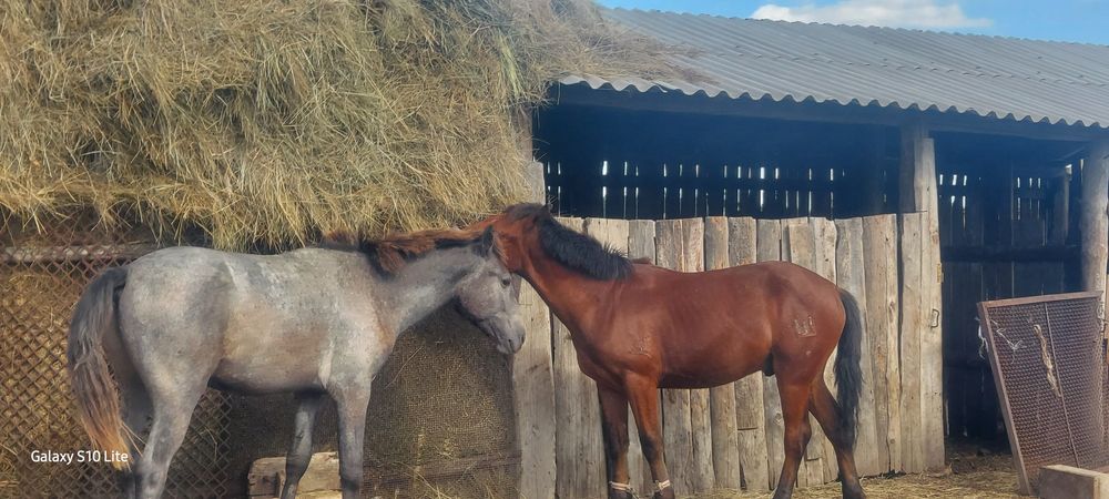 Продам тай Еркек бага биреуйне