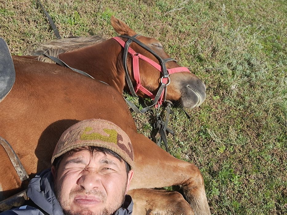 Верховой упитанный конь