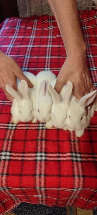 Кролики маленькие