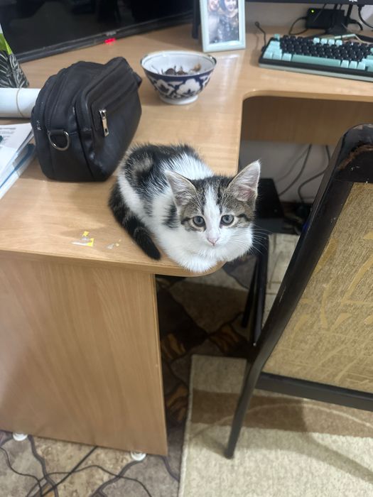 Отдадим котенка даром